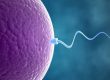 Differences between artificial insemination and in vitro fertilization