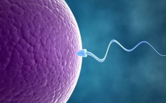 Differences between artificial insemination and in vitro fertilization