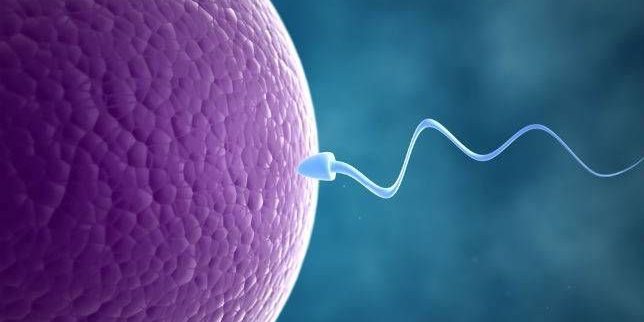 Differences between artificial insemination and in vitro fertilization