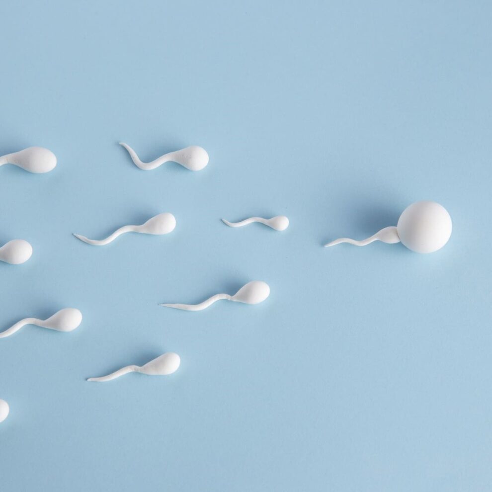 Elegir donante de semen - espermatozoides