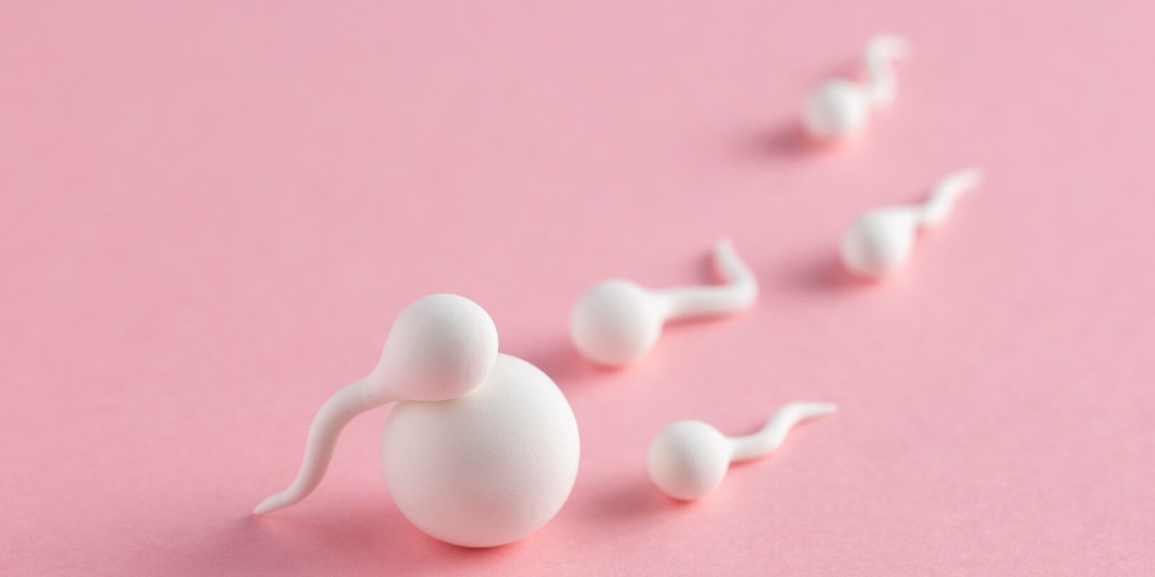 elegir donante de óvulos - fecundacion