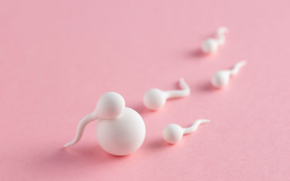 elegir donante de óvulos - fecundacion