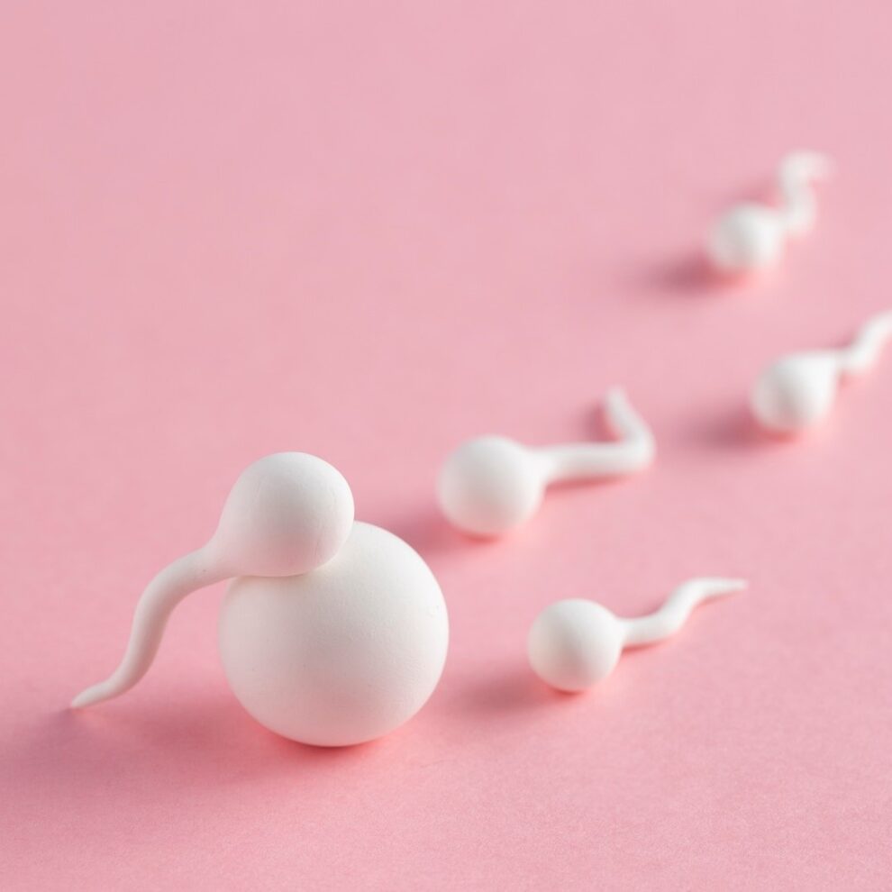 elegir donante de óvulos - fecundacion