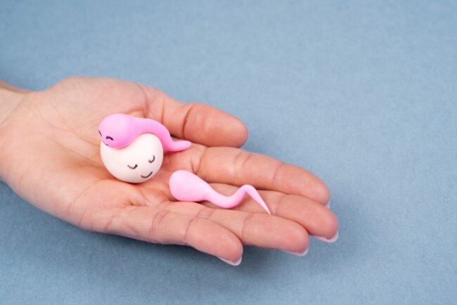 elegir donante de óvulos - ovulo