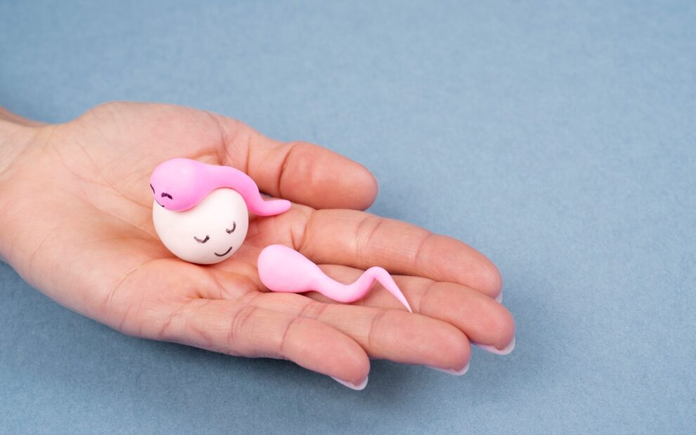 elegir donante de óvulos - ovulo