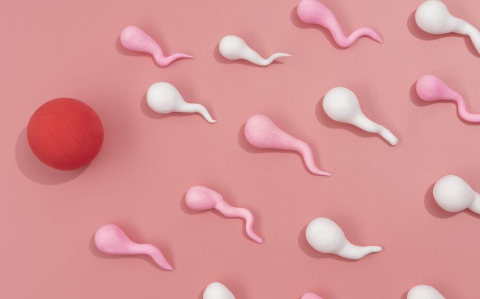 Elegir donante de óvulos en Chipre-ovulos